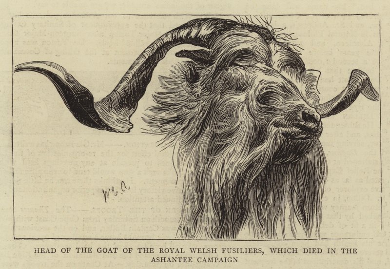 Kopf der Ziege der Royal Welsh Fusiliers, die im Ashantee-Feldzug starb von William Edward Atkins