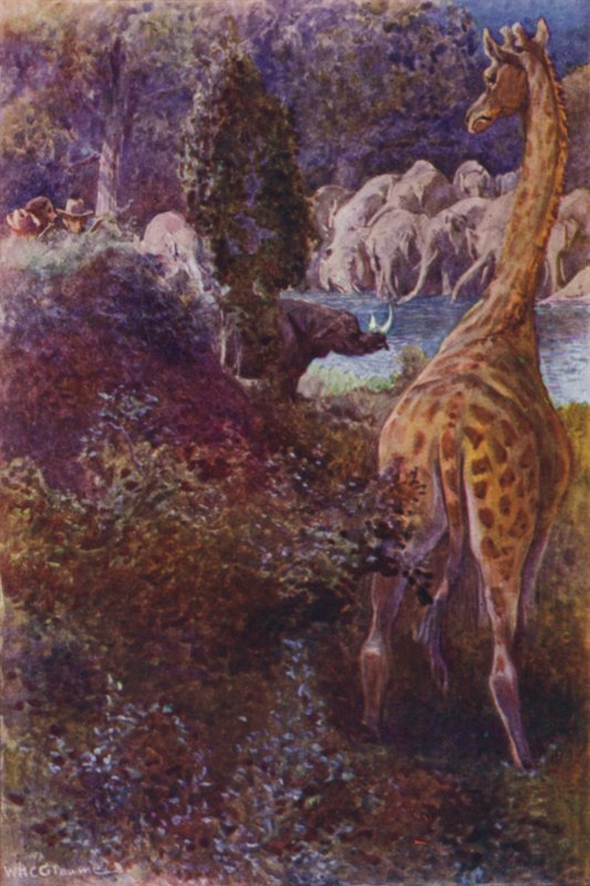 Illustration für The Gorilla Hunters von R M Ballantyne von William Henry Charles Groome