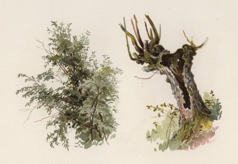 Bäume: Die Weide (Farblithografie) von William Henry James (after) Boot