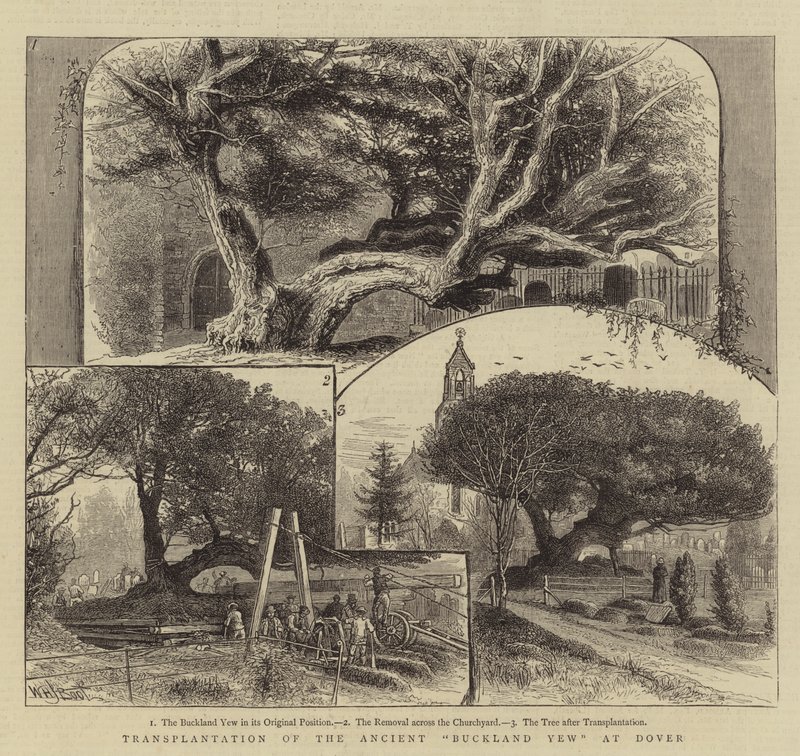 Transplantation der alten Buckland-Eibe in Dover von William Henry James Boot