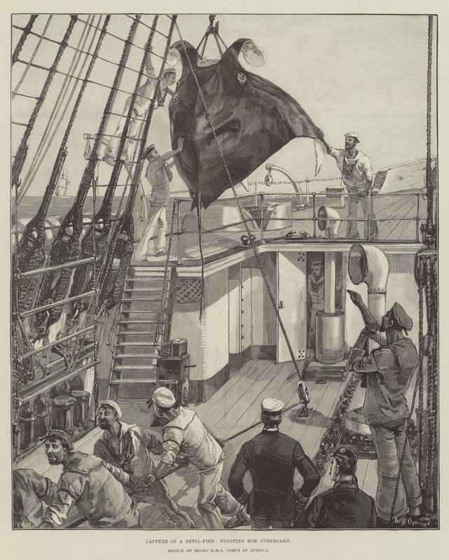 Fang eines Teufelsfisches, ihn über Bord hieven von William Heysham Overend