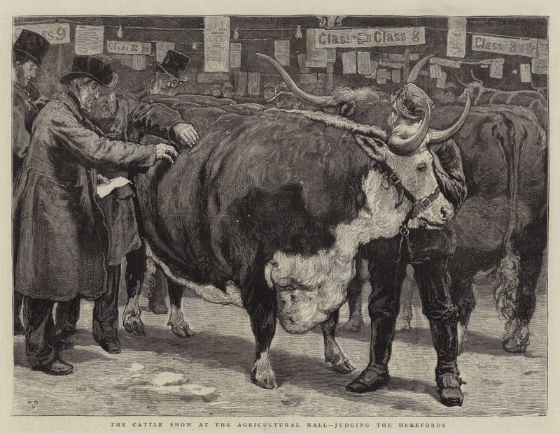 Die Viehschau in der Landwirtschaftshalle, Bewertung der Herefords von William Small