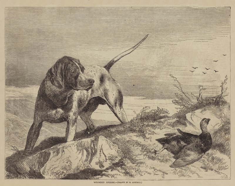 Verwundetes Moorhuhn von after Richard Ansdell