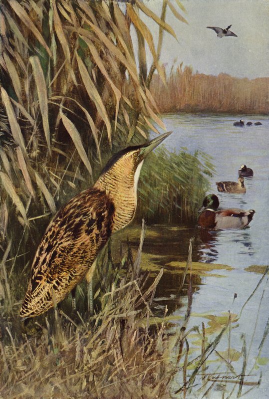 Rohrdommel von after Wilhelm Kuhnert