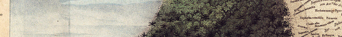 Geografie der Pflanzen in tropischen Ländern, eine Studie der Anden, gezeichnet von Schoenberger und Turpin, gedruckt von Langlois, Paris (Baron Friedrich Alexander von Humboldt), Detail: Bewaldete Bergflanke