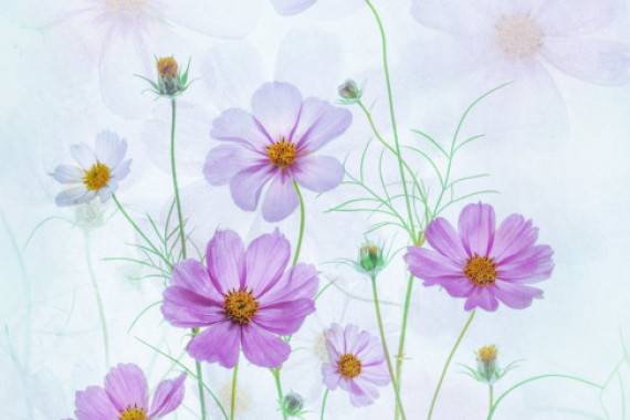 Catherine Wang