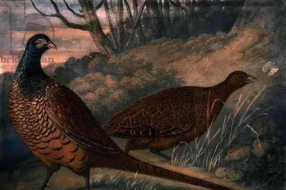 James after Barenger