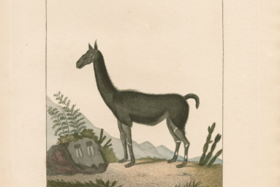 Johann Christoph Bock