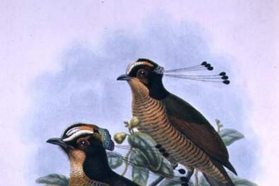 W. & Keulemans J.G. (1842-1912) Hart