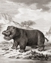 Ein Nilpferd (Hippopotamus amphibius)
