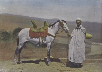 Das Arabische Pferd