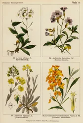 Arabis Alpina, Aubrietia Deltoidea, Alyssum Saxatile, Erysimum Perowskianum (Farblithografie)