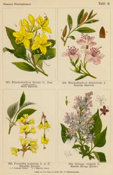 Rhododendron Flavum, Rhododendron Dahuricum, Forsythia Suspensa, Syringa Vulgaris (Farblithografie)