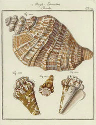 Muscheln (kolorierte Gravur)