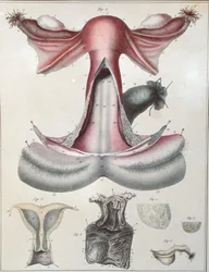 Anatomie der Gebärmutter, aus 