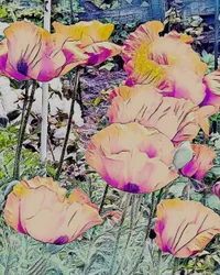Mohnblumen