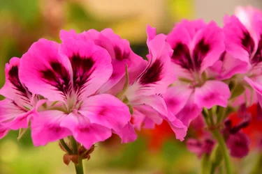 Gefangene Rosen vor weichem natürlichem und künstlerischem Hintergrund.