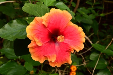 Gefangene Rosen vor weichem natürlichem und künstlerischem Hintergrund.