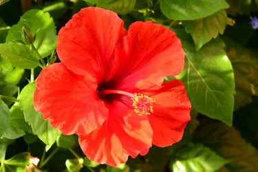 Gefangene Rosen vor weichem natürlichem und künstlerischem Hintergrund.