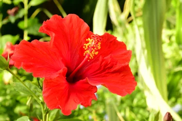 Gefangene Rosen vor weichem natürlichem und künstlerischem Hintergrund.
