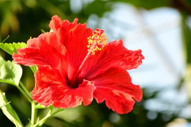 Gefangene Rosen vor weichem natürlichem und künstlerischem Hintergrund.