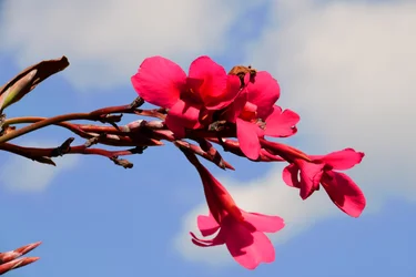Gefangene Rosen vor weichem natürlichem und künstlerischem Hintergrund.