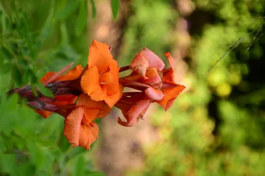 Gefangene Rosen vor weichem natürlichem und künstlerischem Hintergrund