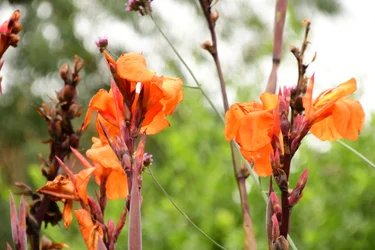 Gefangene Rosen vor weichem natürlichem und künstlerischem Hintergrund
