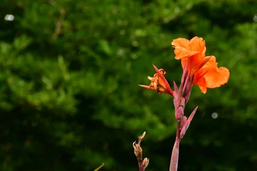 Gefangene Rosen vor weichem natürlichem und künstlerischem Hintergrund