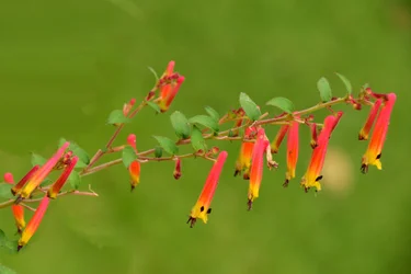 Gefangene Rosen vor weichem natürlichem und künstlerischem Hintergrund