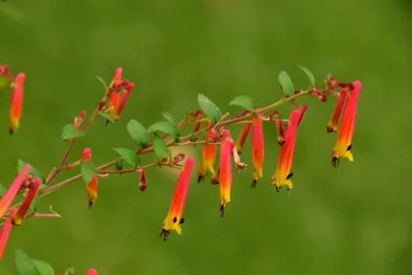 Gefangene Rosen vor weichem natürlichem und künstlerischem Hintergrund