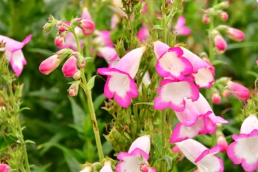 Gefangene Rosen vor weichem natürlichem und künstlerischem Hintergrund