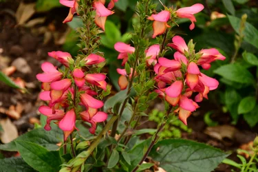 Gefangene Rosen vor weichem natürlichem und künstlerischem Hintergrund