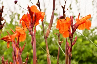 Blumenfeinmalerei im Ölmalstil