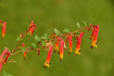 Blumenfeinmalerei im Ölmalstil