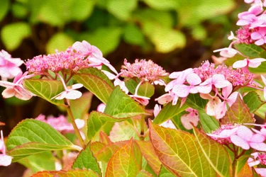Blumenfeinmalerei im Ölmalstil