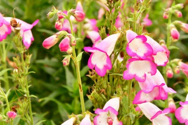 Blumenfeinmalerei im Ölmalstil