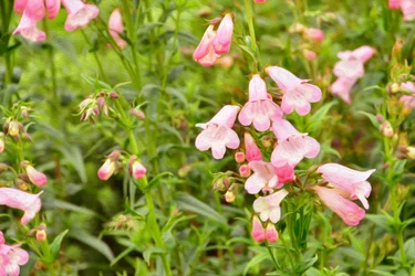 Blumenfeinmalerei im Ölmalstil