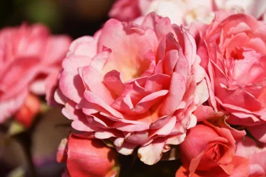 Florale Kunst