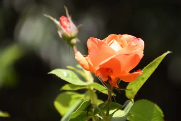 Florale Kunst