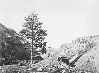 Tausend-Meilen-Baum am Wilhelmina-Pass mit einer Gruppe von Menschen am Fuß und einem Mann an der Spitze des Baumes neben der Eisenbahn.