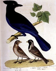 Stellers Häher und Lapplandammer, gestochen von Alexander Lanson (kolorierter Kupferstich)