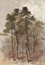 Gruppe von Tannenbäumen