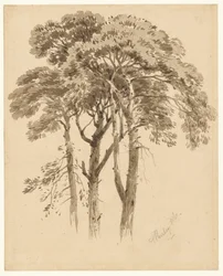 Studie von drei Kiefern