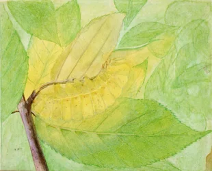 Mondraupe, Studie für das Buch Concealing Coloration in the Animal Kingdom