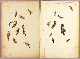 Specht, Studienmappe für das Buch „Concealing Coloration in the Animal Kingdom“