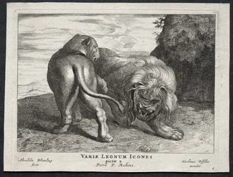 Verschiedene Löwen