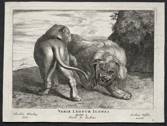 Verschiedene Löwen