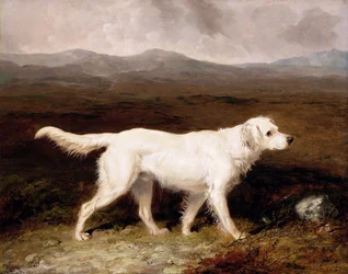 Charles Bretts weißer English Setter „Sam“ in einer Moorlandschaft