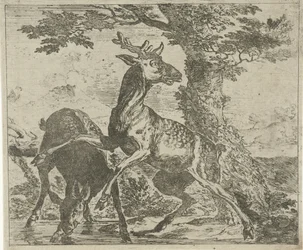 Aufgeschreckte Hirsche